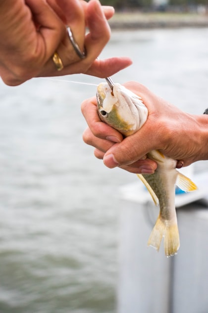 Where to Buy Yucky Dog Catfish Bait